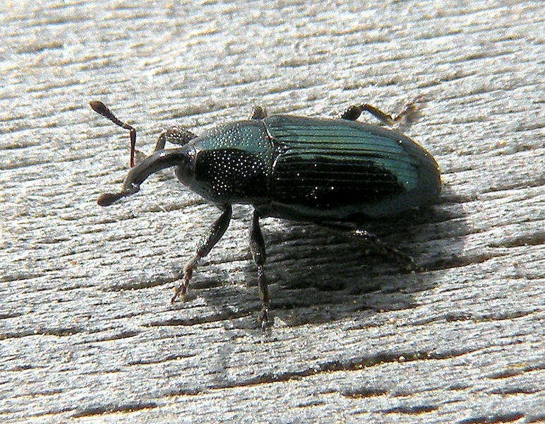 Curculionidae verde